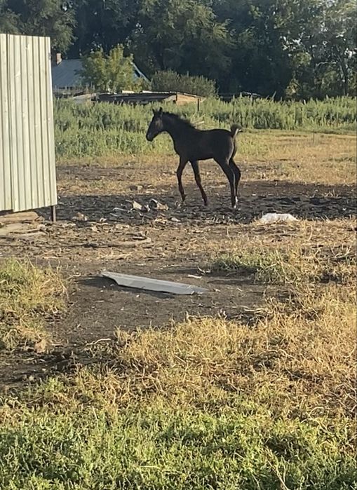 Лошадь кабыла породистая