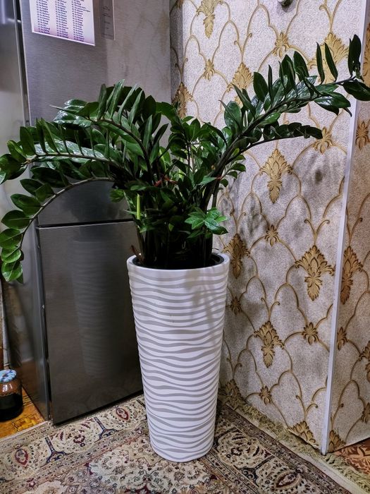 Комнатные растения, доставка