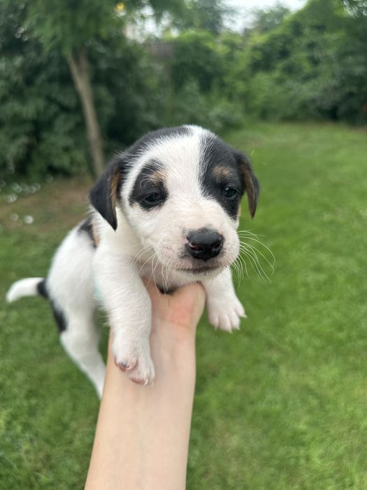 Jack Russell Terrier