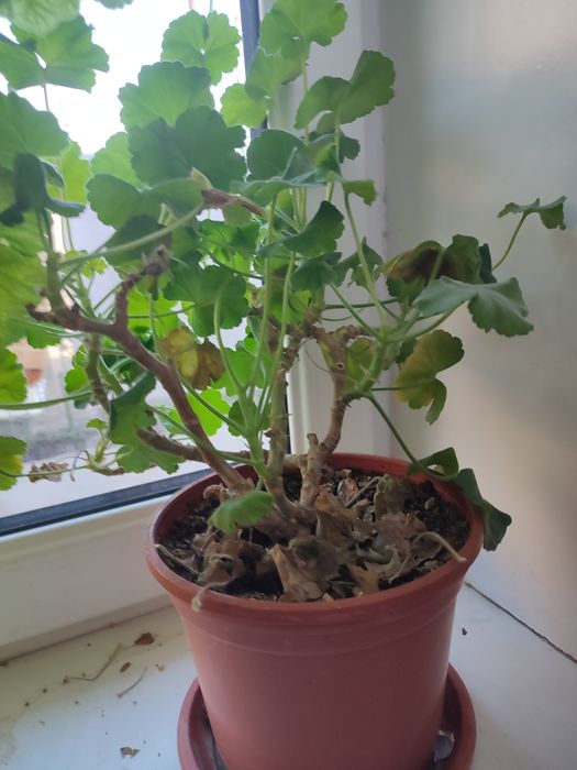 Продаю домашние цветы денежные дерево 2 шт.герани 5 шт.китайский чай .