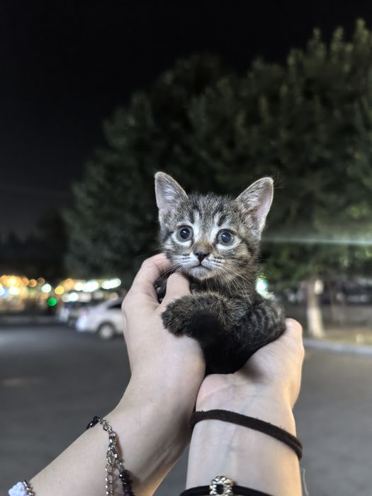Отдам котёночка в добрые руки