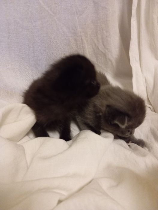 Котята британцы веслоушки