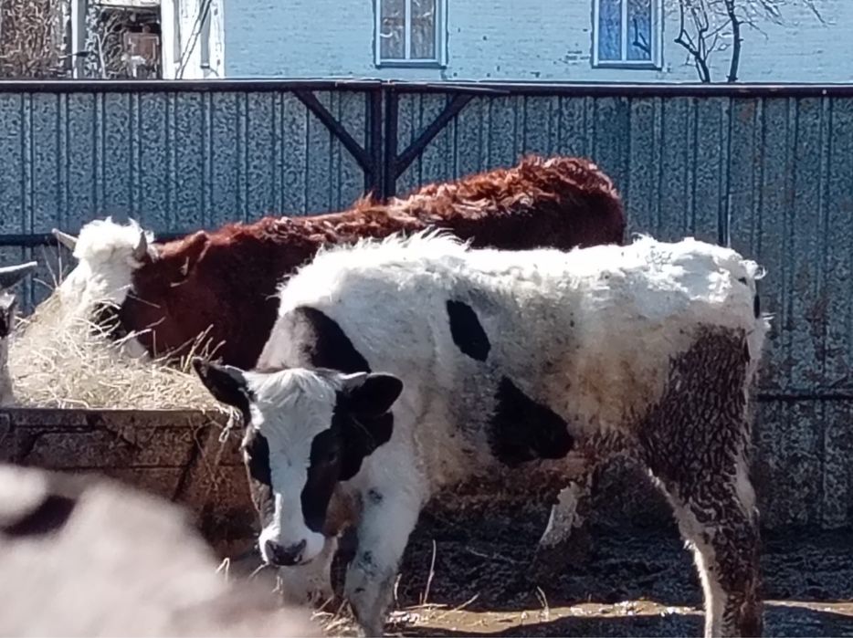 Продам телку годовалую