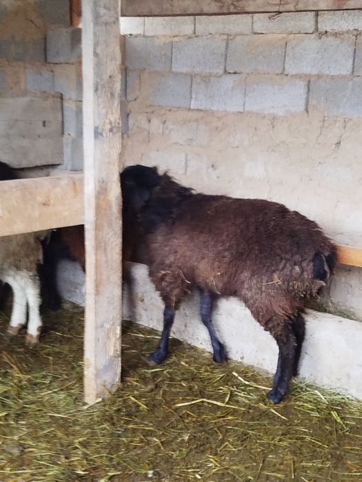 Қой сатылады Тұсақ