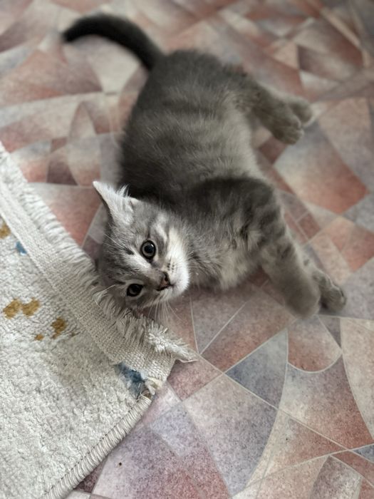 котенок, мальчик 2.5 месяц