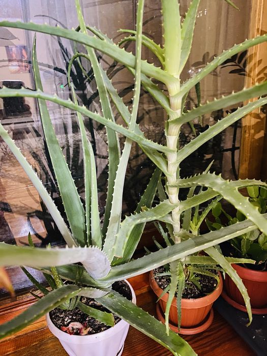 Продам алоэ вера и столетник.