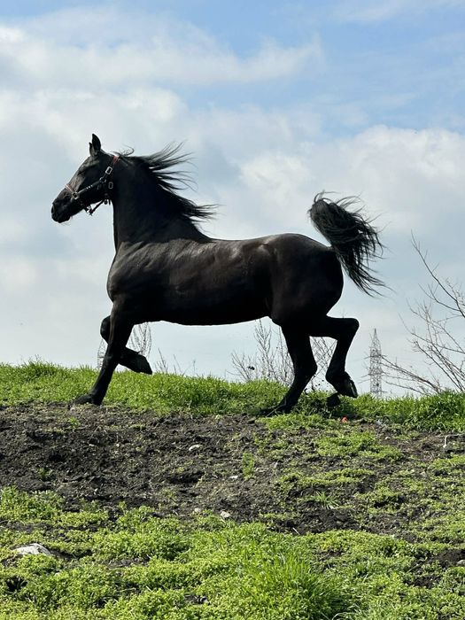 Vand Cal Frizian‼️ Zoro