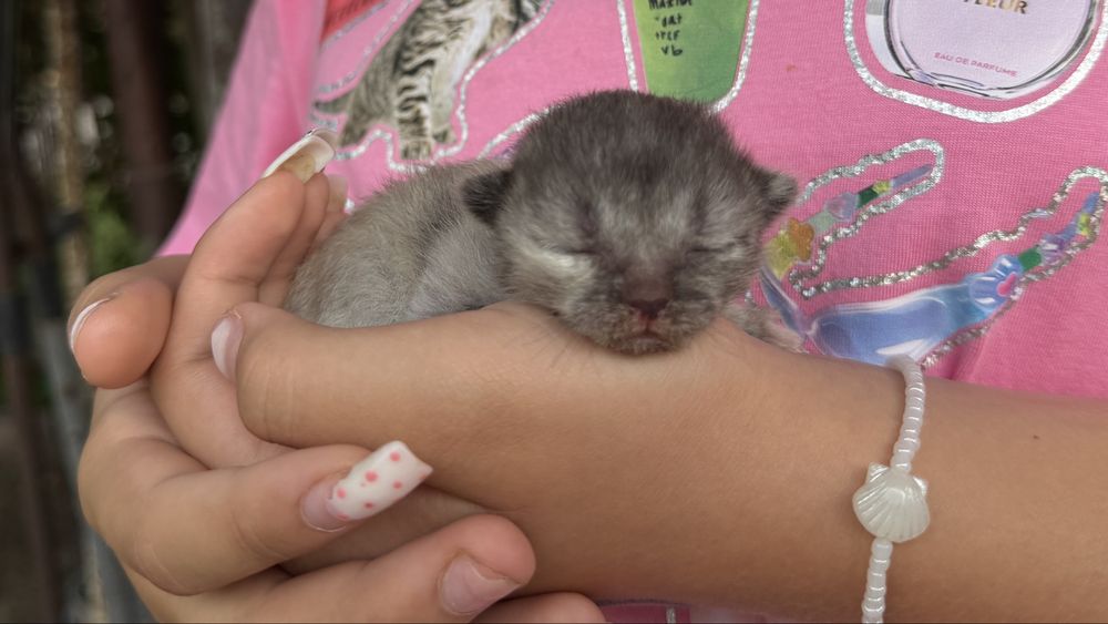Котенок сиамский (помесь) МАЛЬЧИК