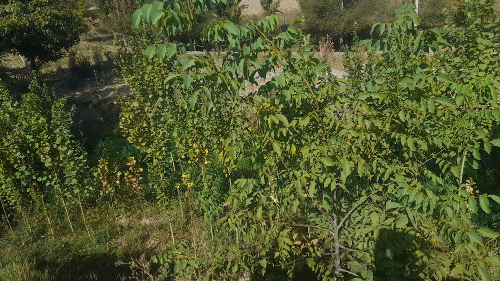 Srochna yer uchastka sotiladi  sotigi 12 000$ dannarxi kelishiladi