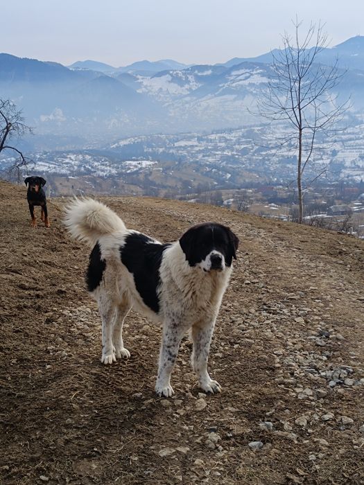 Mascul CRB DE 6 LUNI