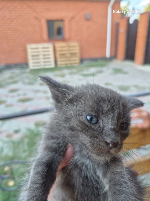 Отдам котят в добрые руки