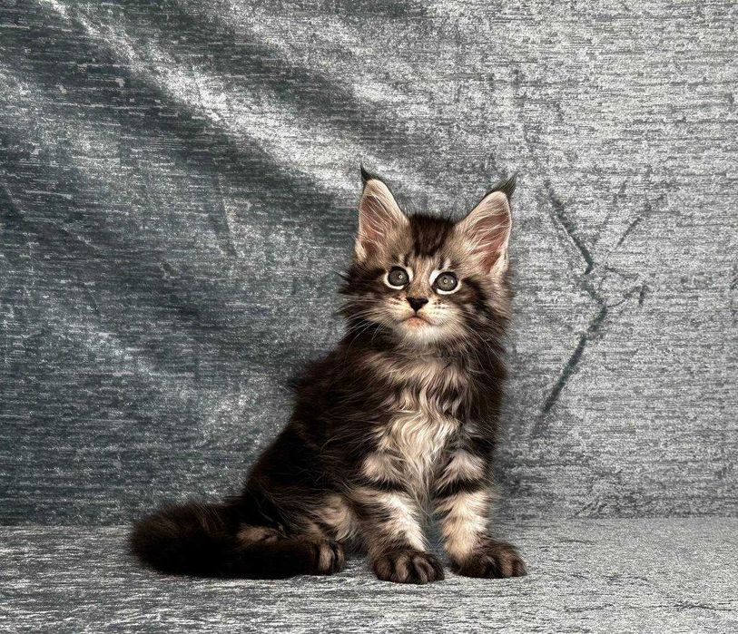 Продаются котята мейнкун
