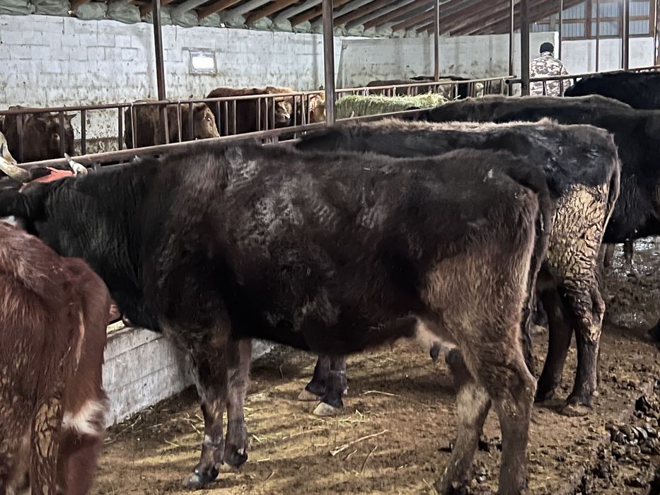 Сиырлар - Ірі қара мал