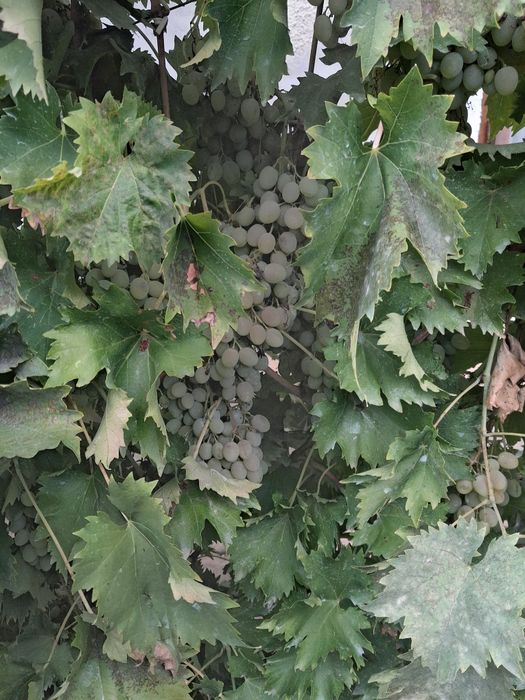 Struguri nobili de vanzare