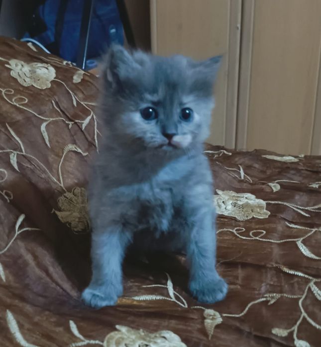 Котята трехцветные кошечки