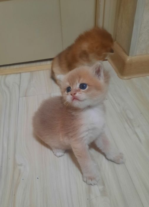 Продаются британские котята,золотые шиншиллы