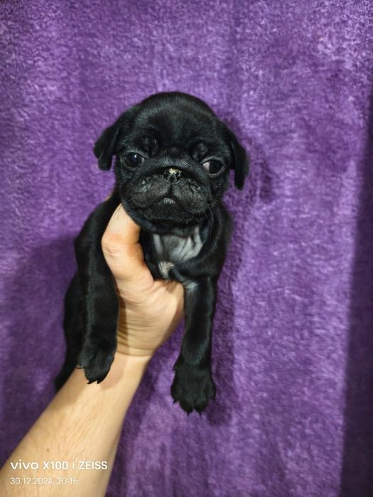 Очаровательные щенки мопса.