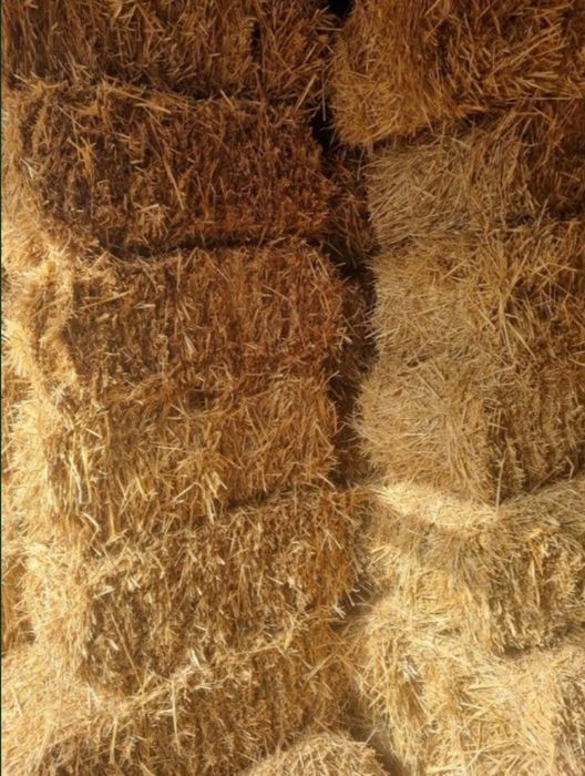 Somon-Press,Toza somon