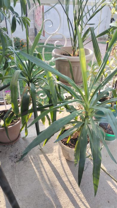 Юкка комнатные растения