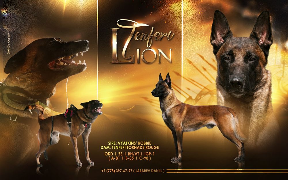 Вязка. Кобель малинуа