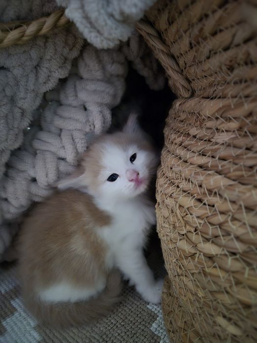 Котята ¼ мейн-кун — ищут любящих хозяев
