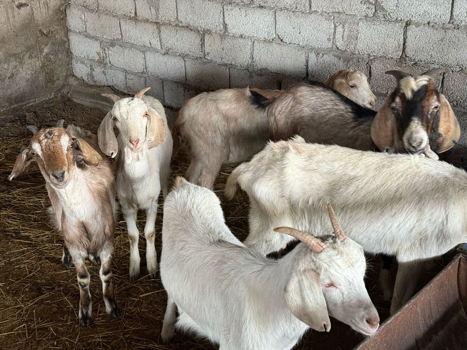 Парода Нубииские