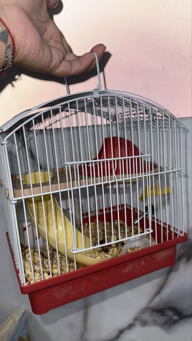 Продам маленького хомячка