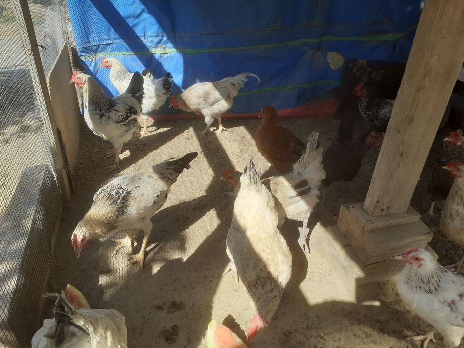 Жас - Тауықтар...