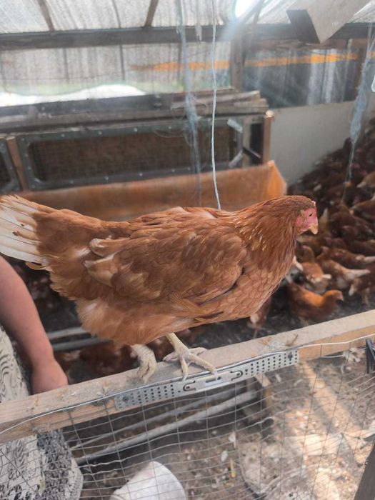 Продам курочек молодок  Ломан Браун несушки