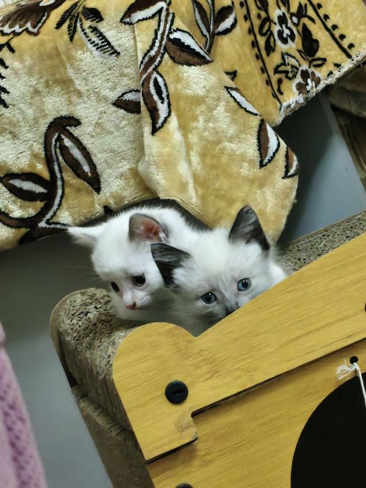 отдам котят ласковые