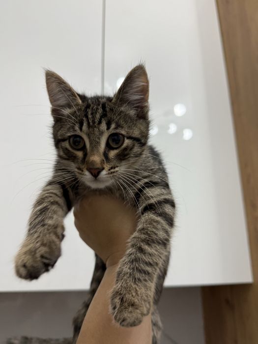 Отдам в добрые руки котёнка