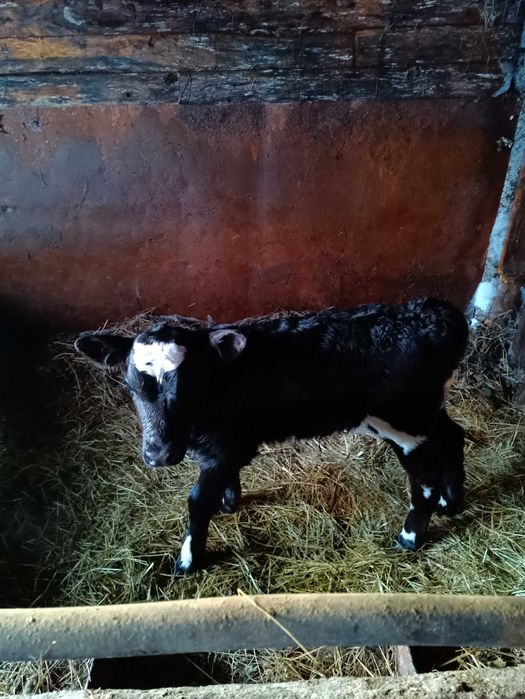 Продам телочку от симентала