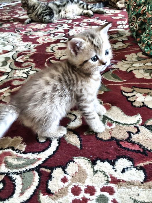 Шотладские котята