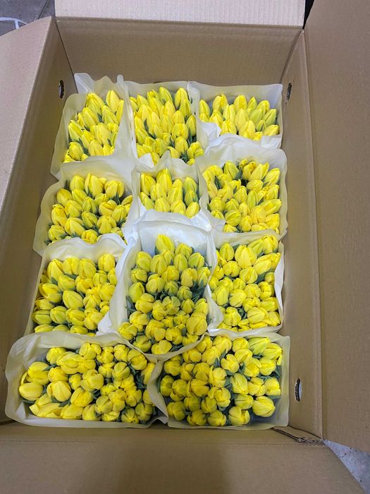 Тюльпаны оптом в Казахстане – большой выбор сортов