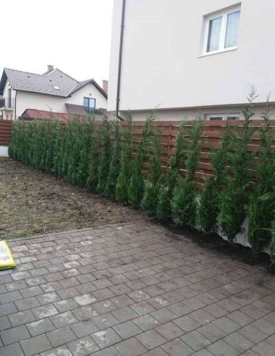 Chiparos Leylandii GIGANT - 2.20m+ (Ofertă: 180 Lei) ​Vând Chiparo