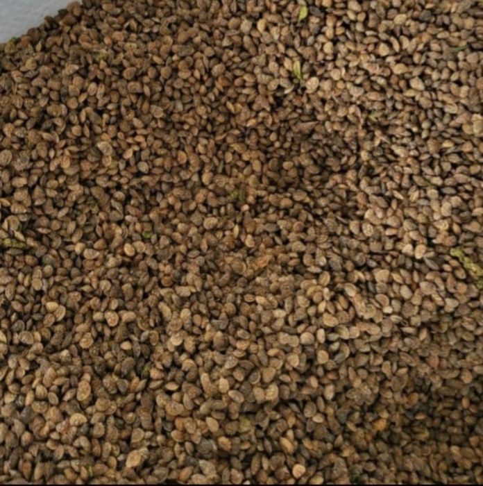 Sămânța Sparceta Certificata, Bromus inermis, Amestec furajer, Iarba