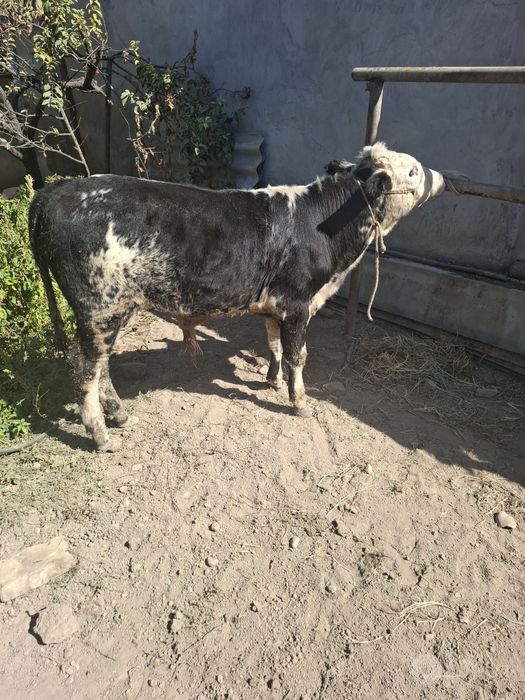 Gibrid buqa sotiladi