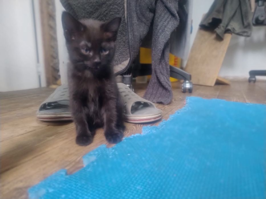 Котята крысыловы