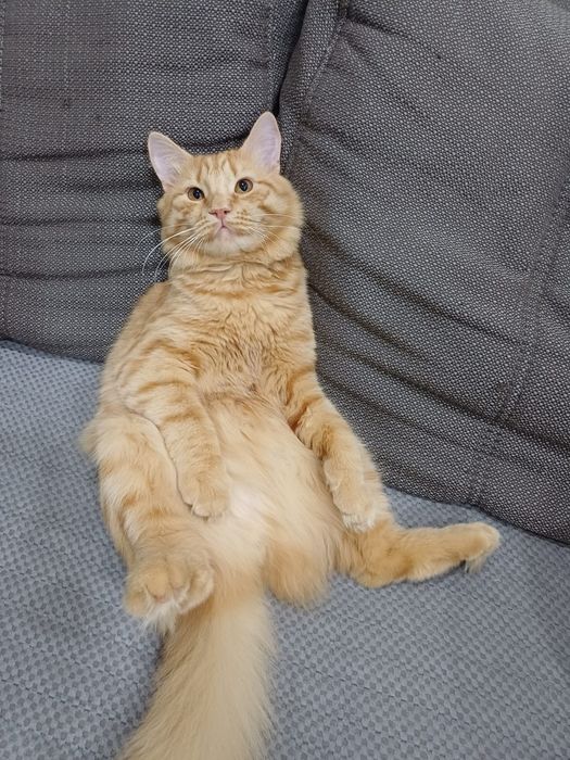 Отдам кота Барсика