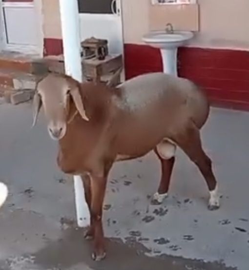 Qassob xizmati va uyda boqilgan qochqor