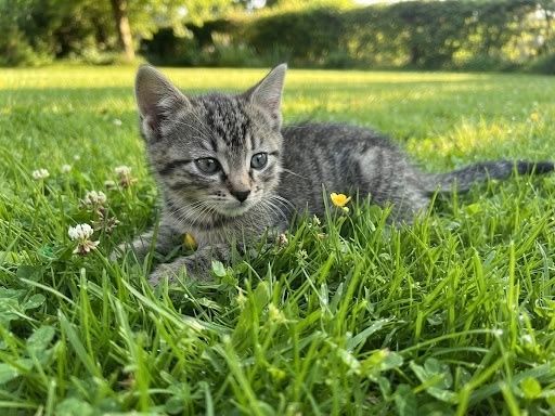 Ofer spre adoptie pui de pisica