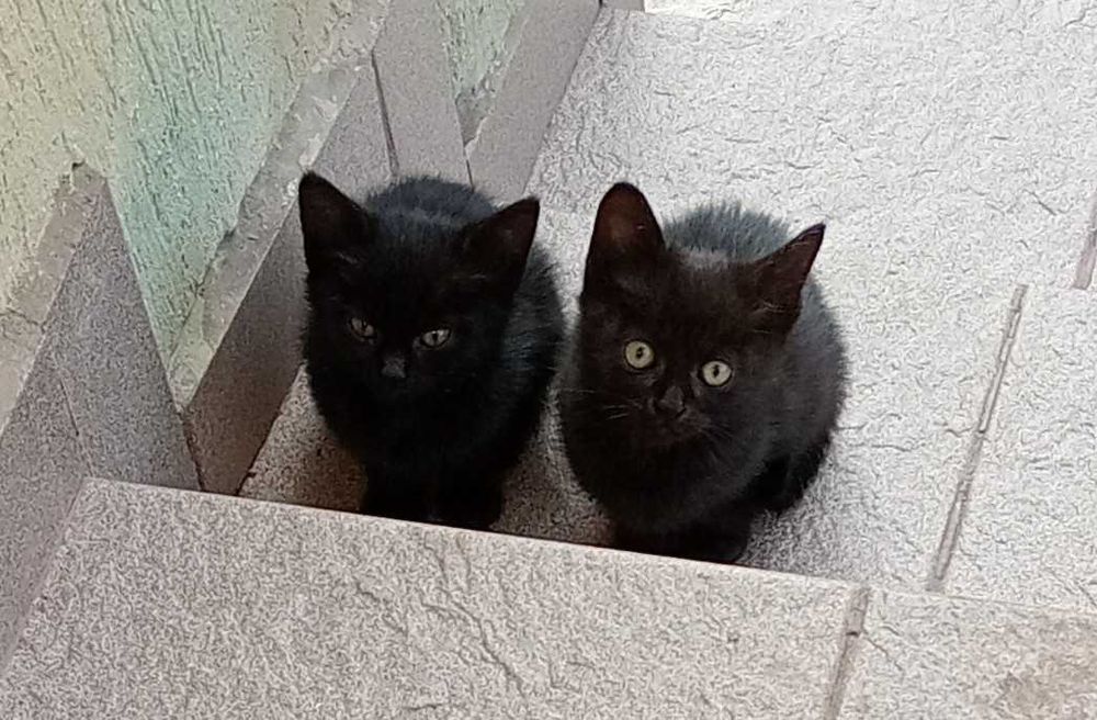 Три черни котета