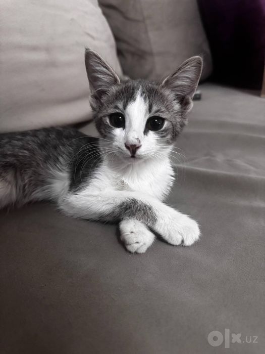 котенок отдам бесплатно