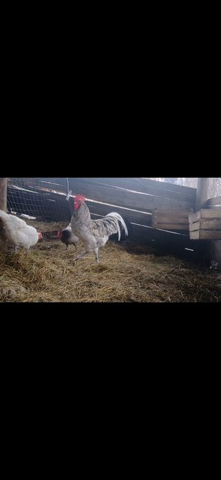 Vand oua australorp
