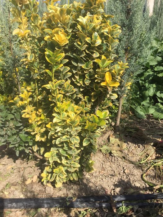 Iyanomis Yaponika sotiladi