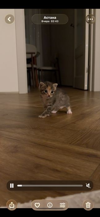 Отдам бесплатно котенка