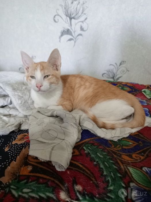 Котенок в добрые руки