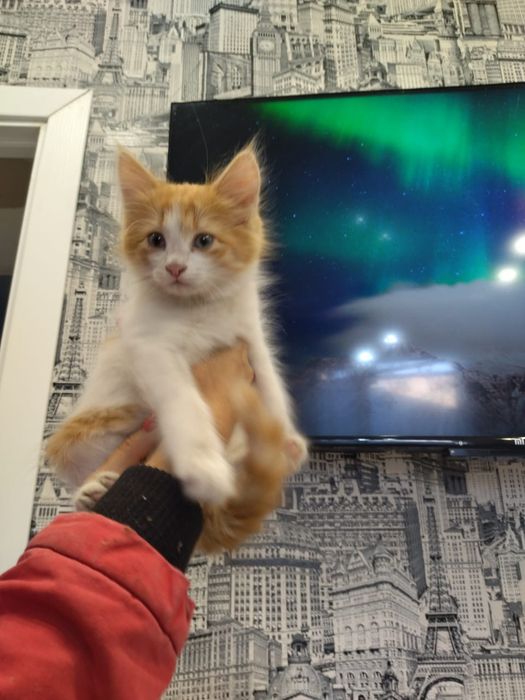 Котята Заботливым хозяевам