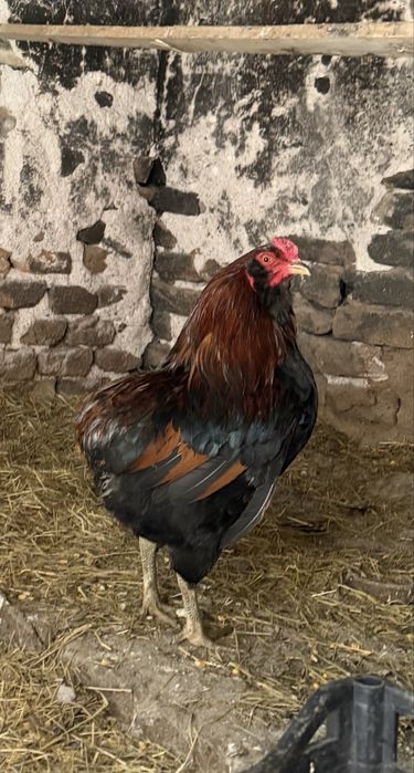 Araucana Potarnichiu Salbatic pasari si oua