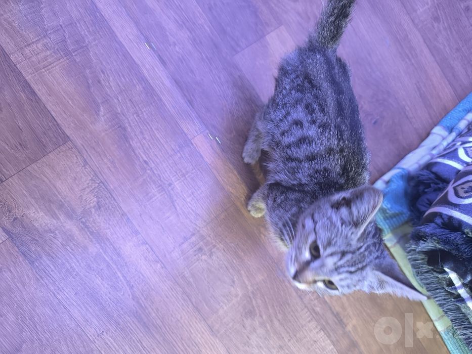 Отдам котенка в хорошие руки